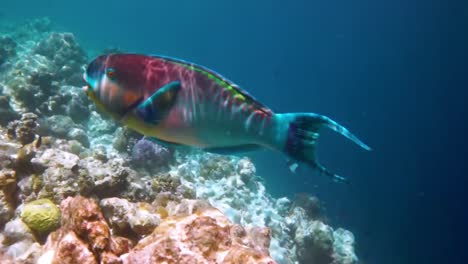 Arrecife-Con-Una-Variedad-De-Corales-Duros-Y-Blandos-Y-Peces-Tropicales.-Maldivas-Océano-índico.