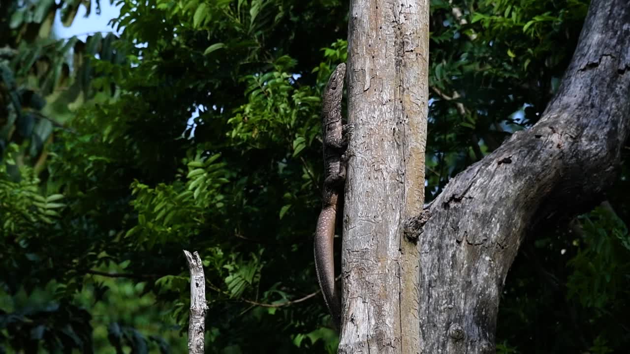 облачная ящерица-монитор обитает в таиланде и других странах азии