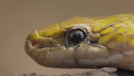 close up of trinket snake shows and flicks tongue out