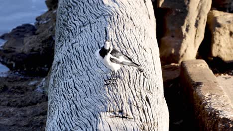 a bird moves along a log over time.