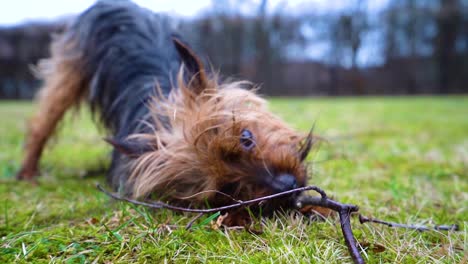 amazing yorkshire terrier dog bites the tiny tree branches in the backyard at home garden in close up slow motion