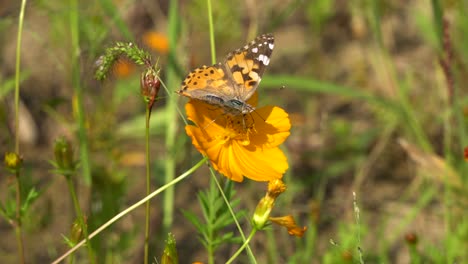dama pintada o vanessa cardui mariposa tomando néctar de la flor del cosmos naranja al atardecer