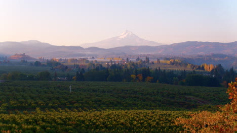 aerial rise up at sunrise up through autumn colored trees with orchards and vineyards and a majestic mountain snow capped mountain in the distant mist
