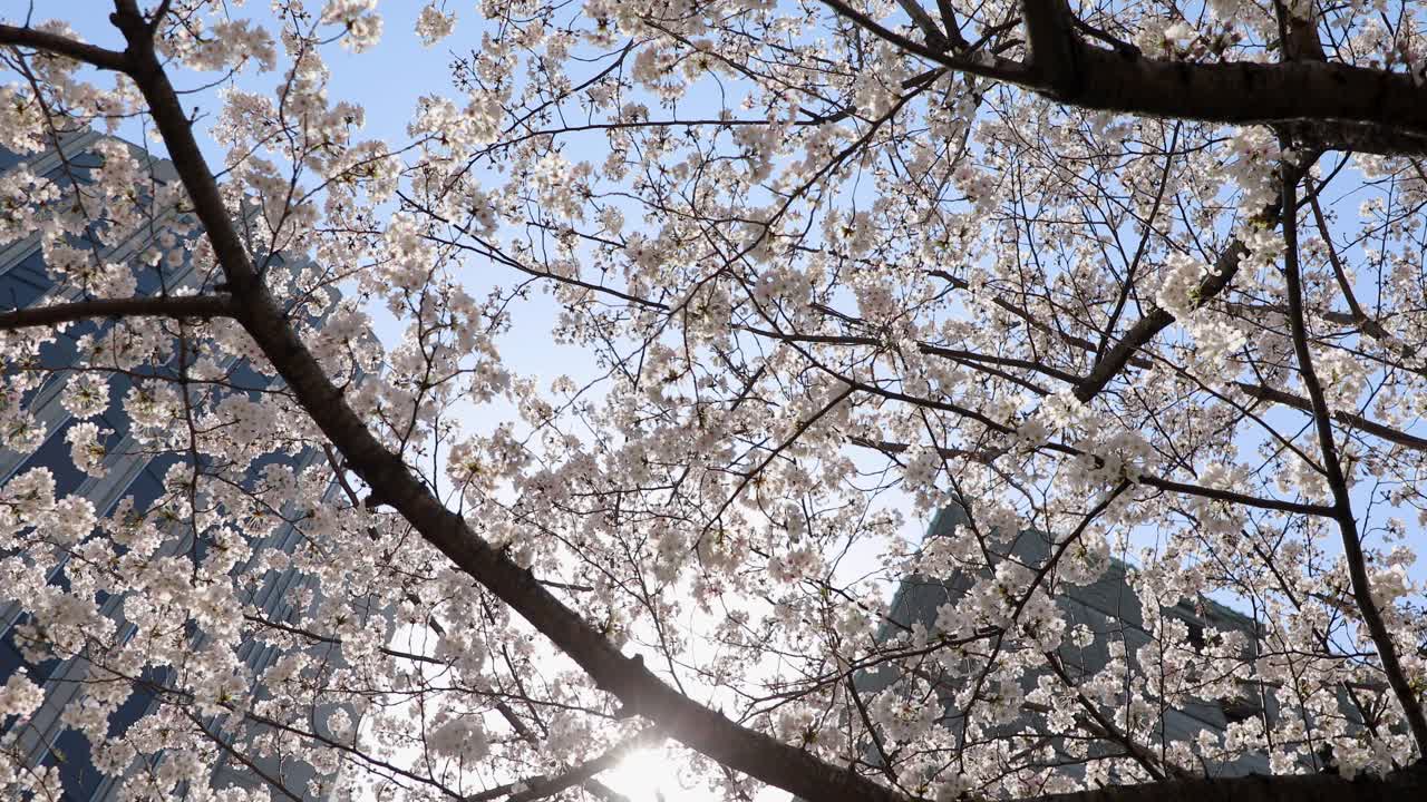 東京で一番の桜