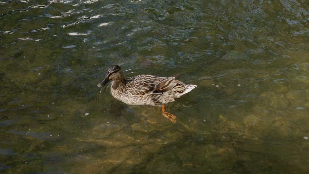 Mallard Dabbling Ducks On A Clear Pond In Forest