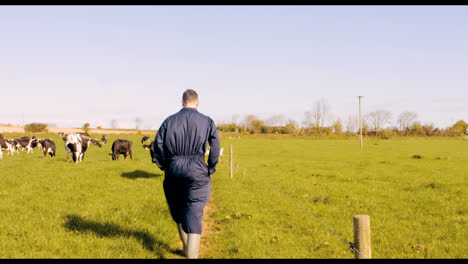 cattle farmer walking in the field