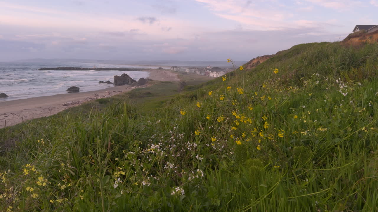 Static shot of wildflowers on a bluff with homes and sea stacks in the distance, Bandon Oregon.