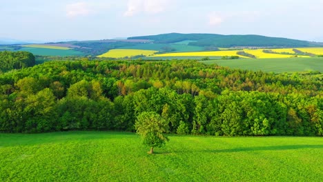 Beautiful-leafy-deciduous-tree-in-a-green-meadow-in-sunny-weather-with-fields-in-the-back