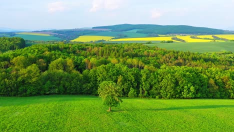 beautiful leafy deciduous tree in a green meadow in sunny weather with fields in the back