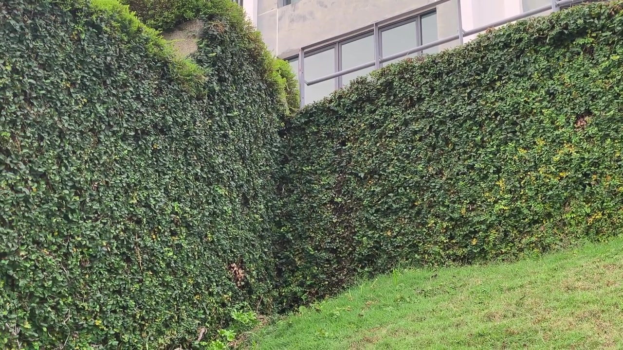 Il Ficus pumila cresce su una struttura solida. Il fico rampicante copre completamente la superficie in pietra. Questa pianta lussureggiante crea una vista paesaggistica unica e bellissima