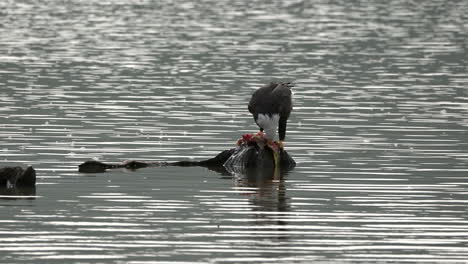 a bald eagle tearing a fish apart on a rock in the middle of a lake