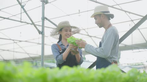 couple inspecting lettuce plants in greenhouse