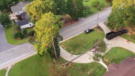 pine tree removal