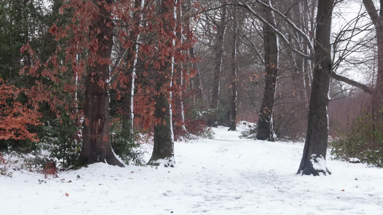 Un sentiero innevato attraverso un bosco a metà gennaio. Staffordshire, Regno Unito