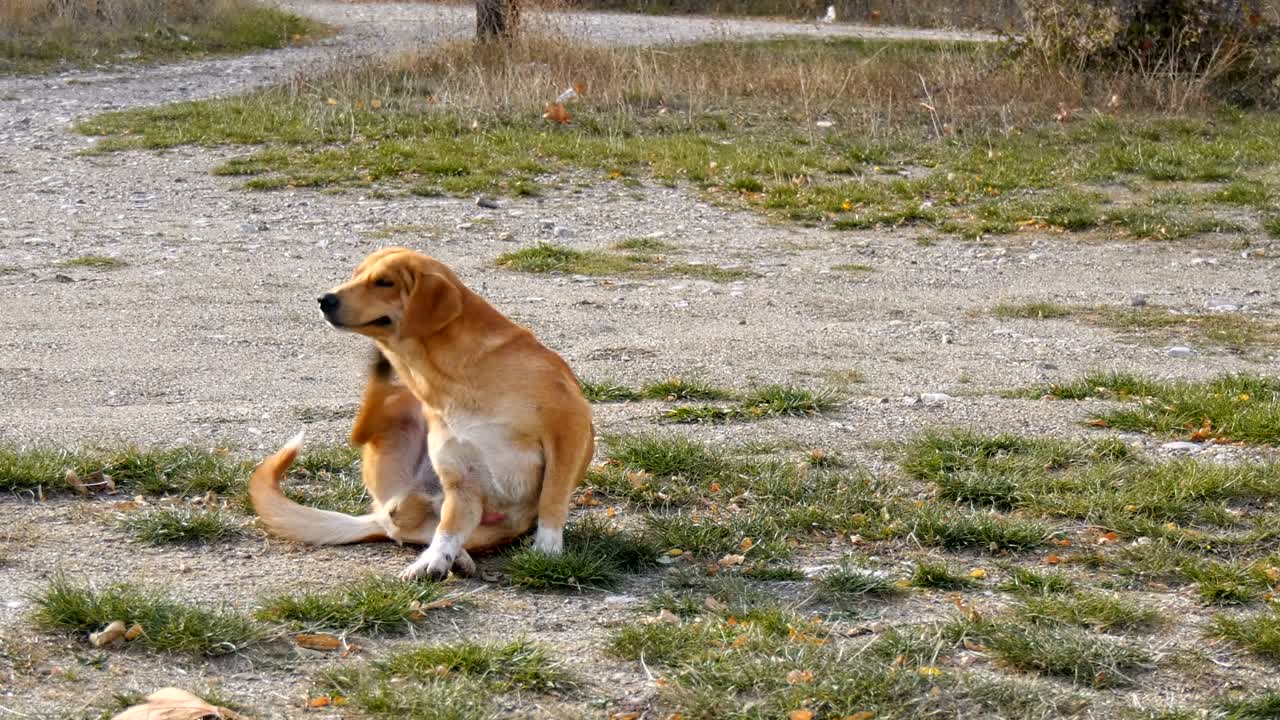 룩 이 있는 털 을 는 개