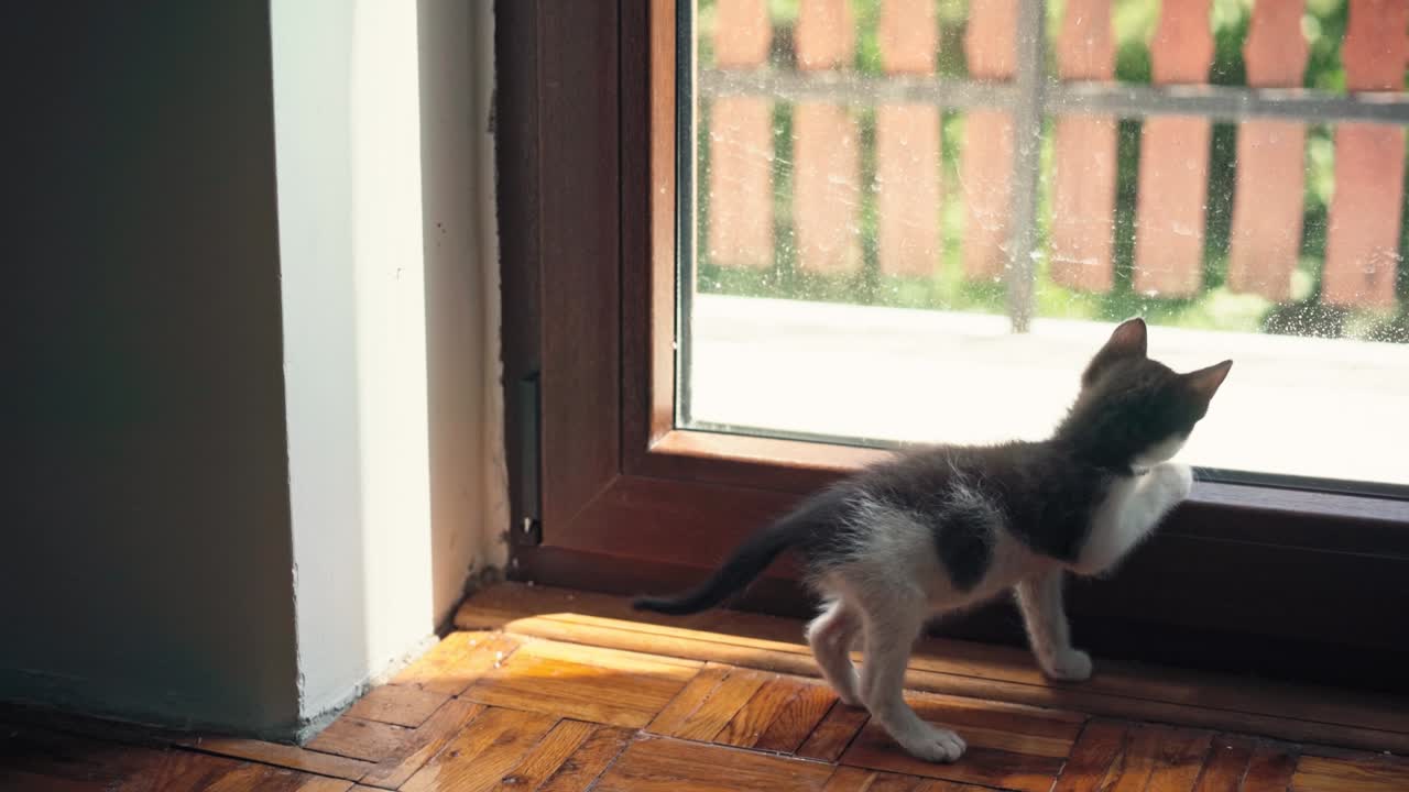 작은 호기심 많은 새끼 고양이가 파노라마 창문 밖을 바라보고 있다