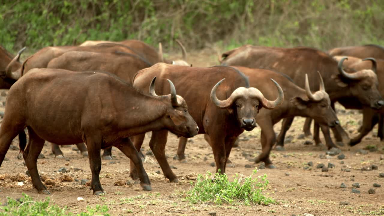 gran grupo de búfalos del cabo en el parque nacional serengeti en tanzania