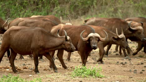 large group of cape buffaloes at serengeti national park in tanzania