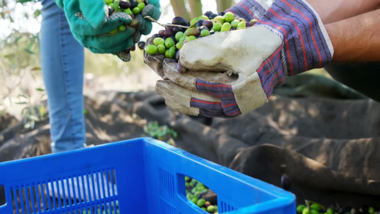 sección media de los agricultores que ponen aceitunas en la caja 4k