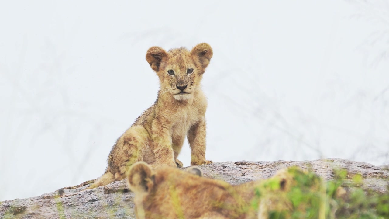 Anak Singa di Serengeti di Afrika di Tanzania dalam Safari Satwa Liar Hewan Afrika di Taman Nasional Serengeti, Latar Belakang Putih dan Anak Singa Kecil Lucu yang Muda di Bebatuan, Duduk di Atas Batu.