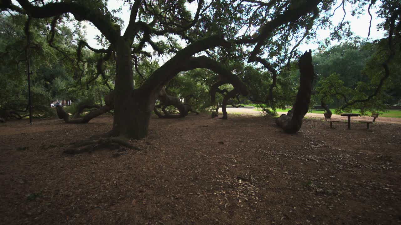 grandes robles en un parque