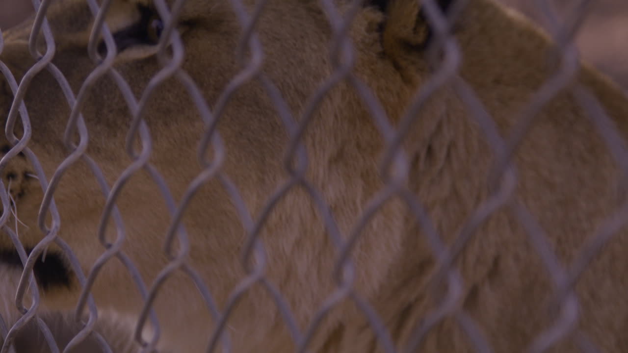 Lion looking through fence in zoo enclosure - close up on sad eyes