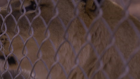 lion looking through fence in zoo enclosure - close up on sad eyes