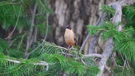 beautiful bird rufous sibia on a perch in forest