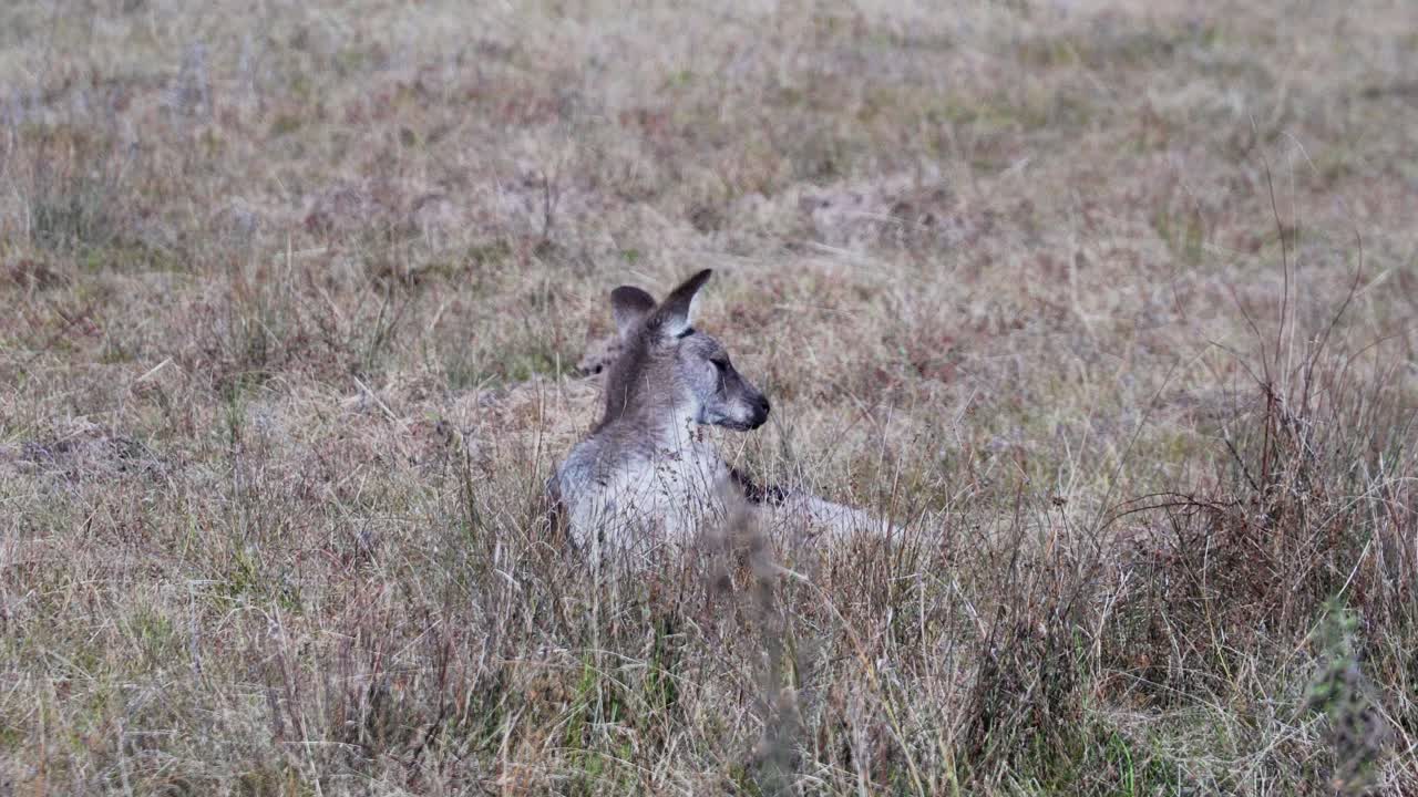 풀밭에 누워있는 왈라비는 여름 날씨에 고개를 흔든다