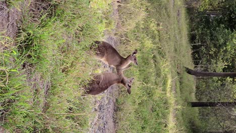 Kangaroos playfully fighting displaying wild animal behaviour
