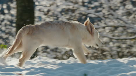 a golden retriever runs through the snow towards its owner. snow flies from under his paws. 4k slow motion video