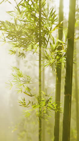 bamboo forest in the fog