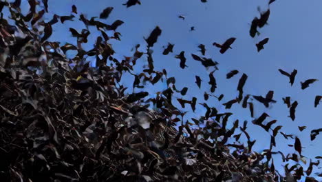 large flock of birds in flight
