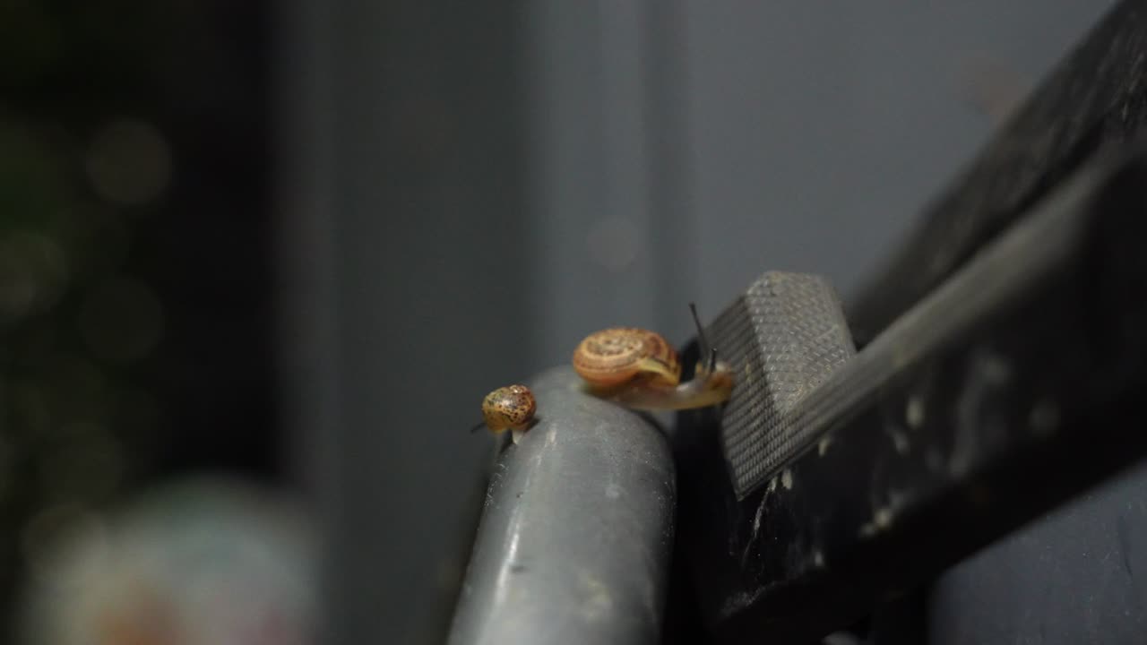 Detailed 4K close-up of a garden snail crawling on a metallic bar. The focus is on the snail's shell and antennae as it moves slowly against a blurred background
