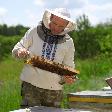 beekeeping process. beekeeper man in a white shirt is inspecting frame full of bees among beehives in a farm. bees flying on apiary. honey production.