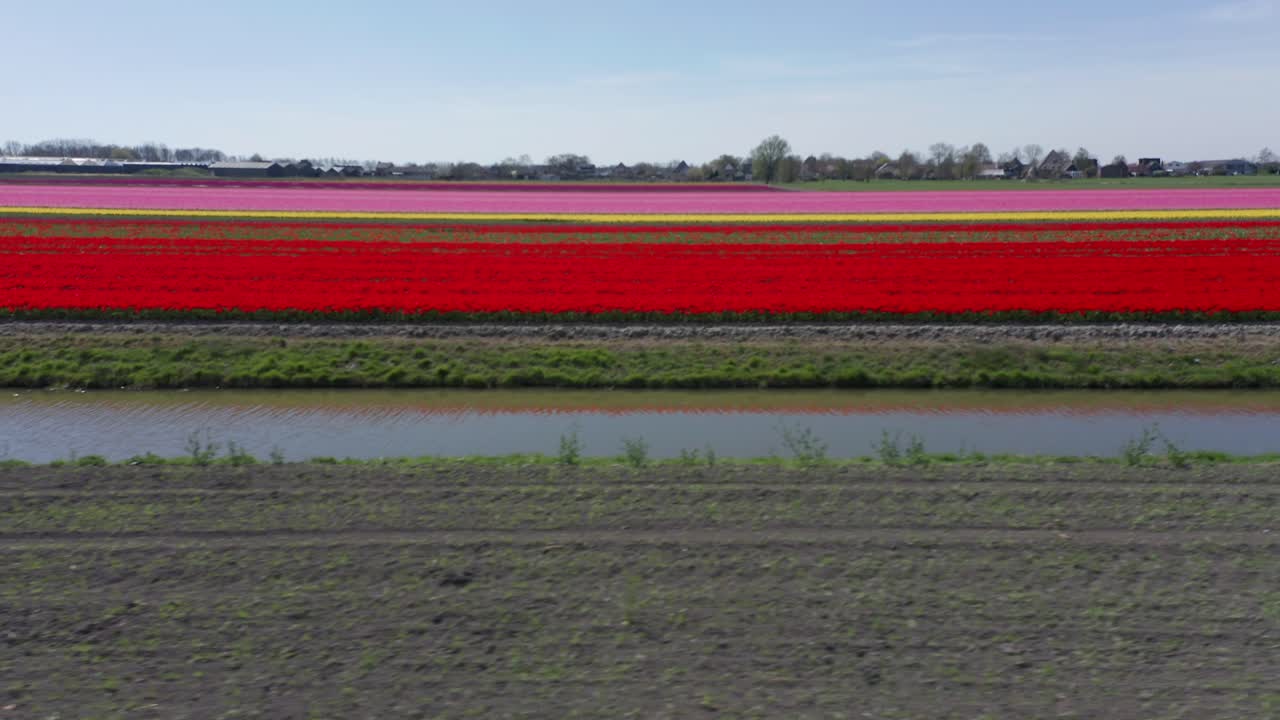 네덜란드 의 다채로운 꽃 을 가진 다채로운  ⁇ 립  ⁇  의 돌리