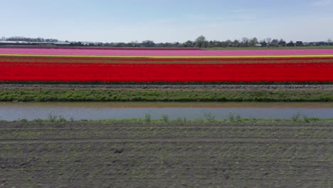 dolly de colorido campo de tulipanes en los países bajos con flores de colores