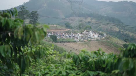 Coffee Plantation with Graveyard View