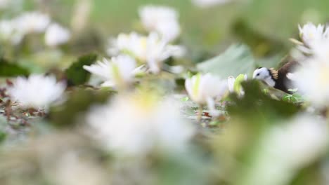 pheasant tailed jacana feeding in morning in flowers