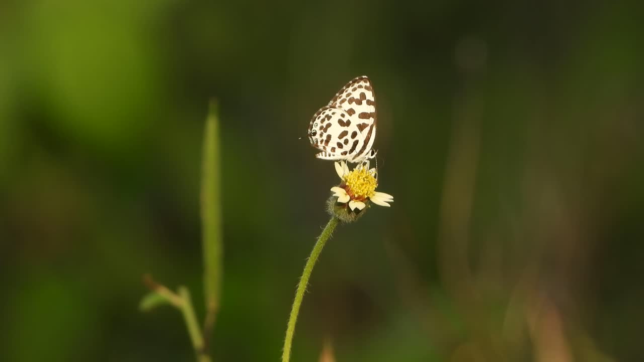 Piccola farfalla tra i fiori.