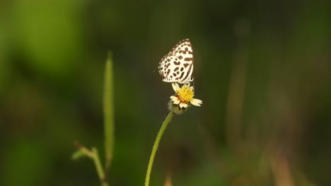 Pequeña-Mariposa-En-Flores.