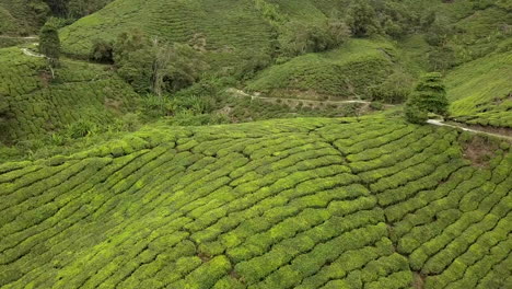 Video-De-Imágenes-De-Drones-En-La-Plantación-De-Té-Cameron-Highland-En-Efecto-Vértigo