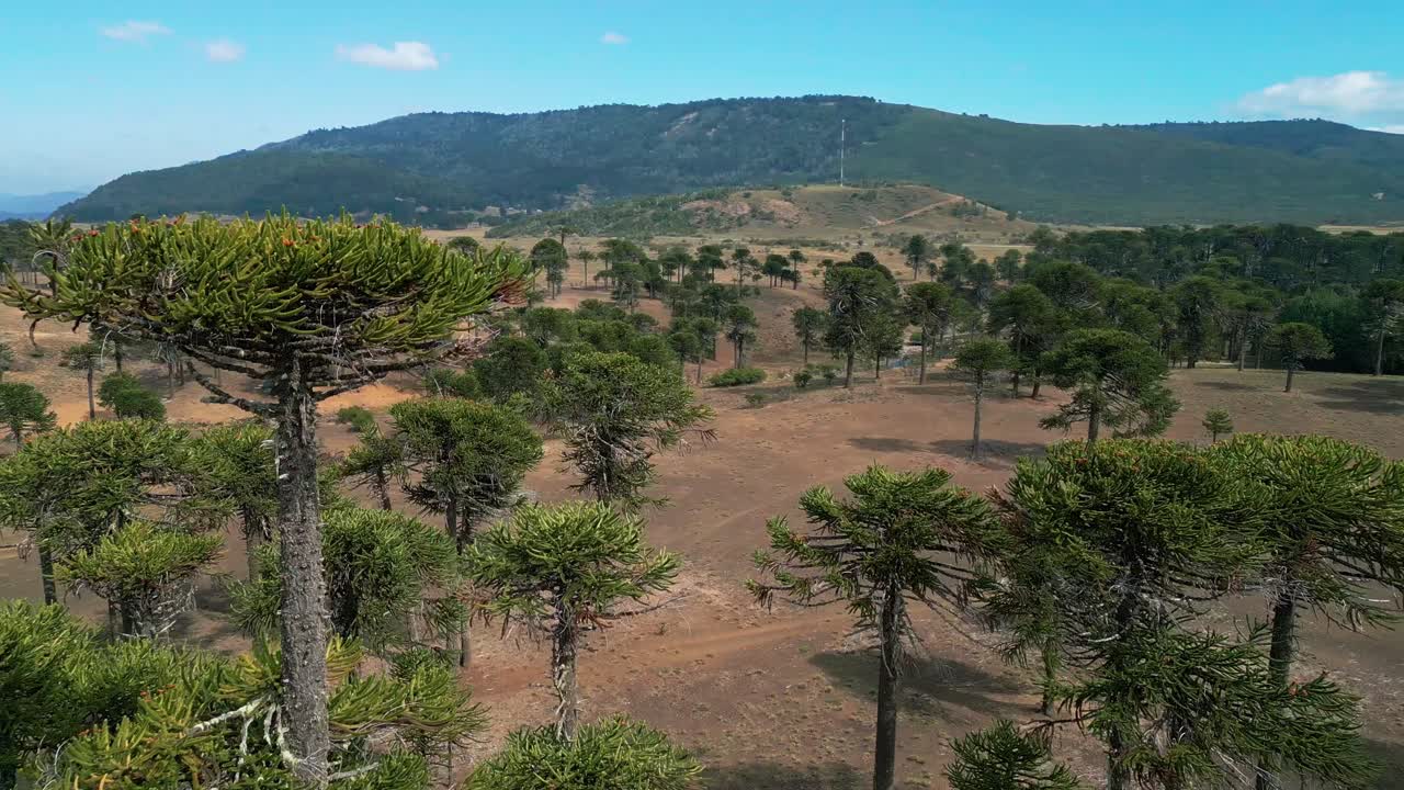 Dağınık yerli orman ve kurak ovanın üzerinden, bir araucaria ağacına yakın geçen drone. Lonquimay, Şili.
