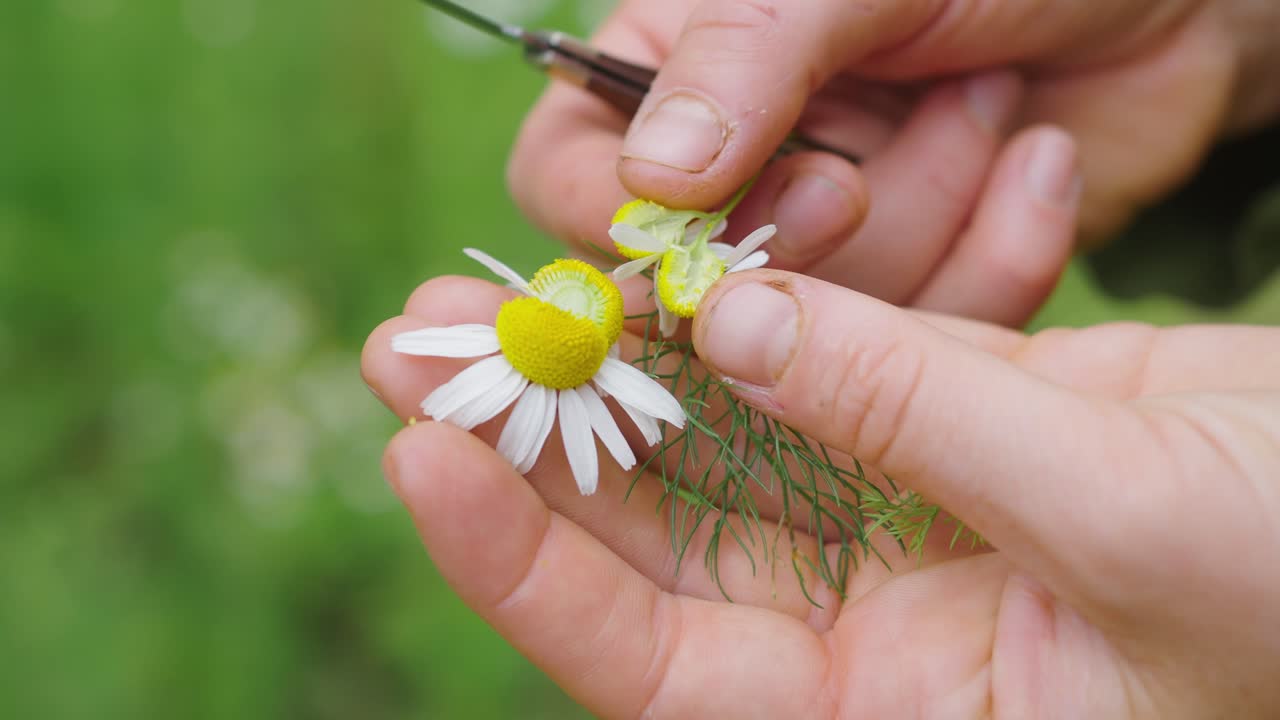 manos de mujer cortando la cabeza de flor de una margarita usando un cuchillo de jardín plegable sobre fondo verde borroso