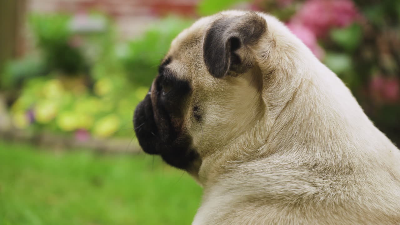 pug joven mirando alrededor afuera con flores en el fondo