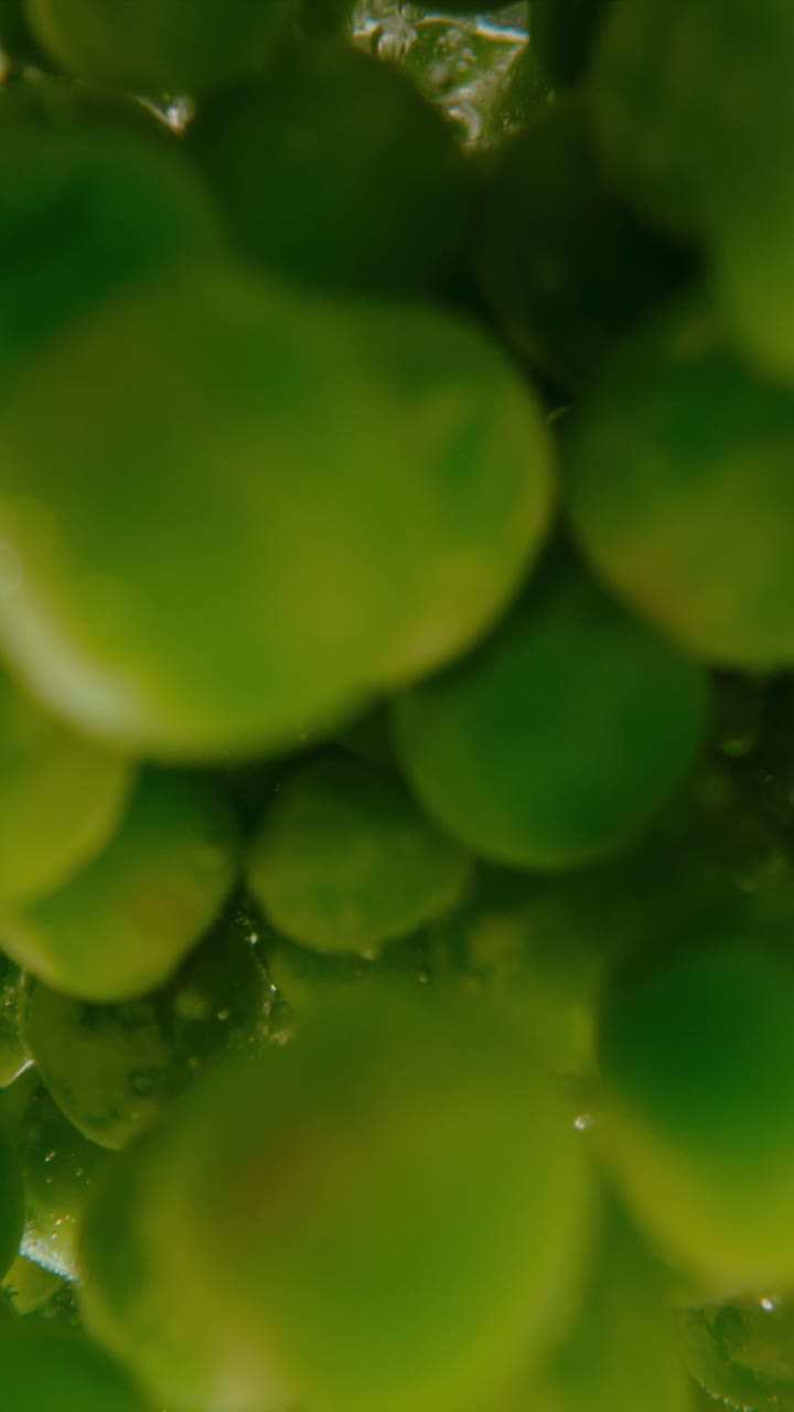 guisantes verdes frescos en agua