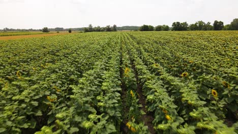 drone flying above sunflower field