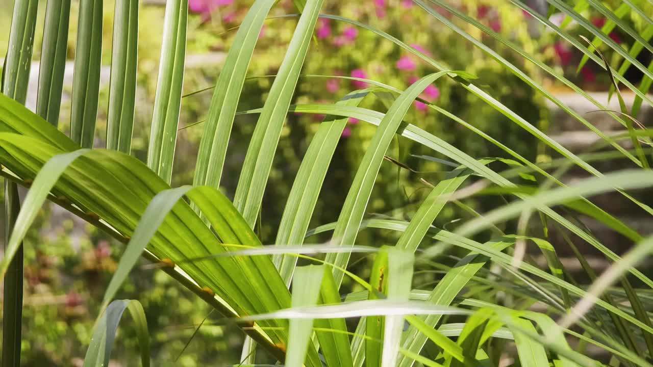 Close-up of vibrant green palm leaves