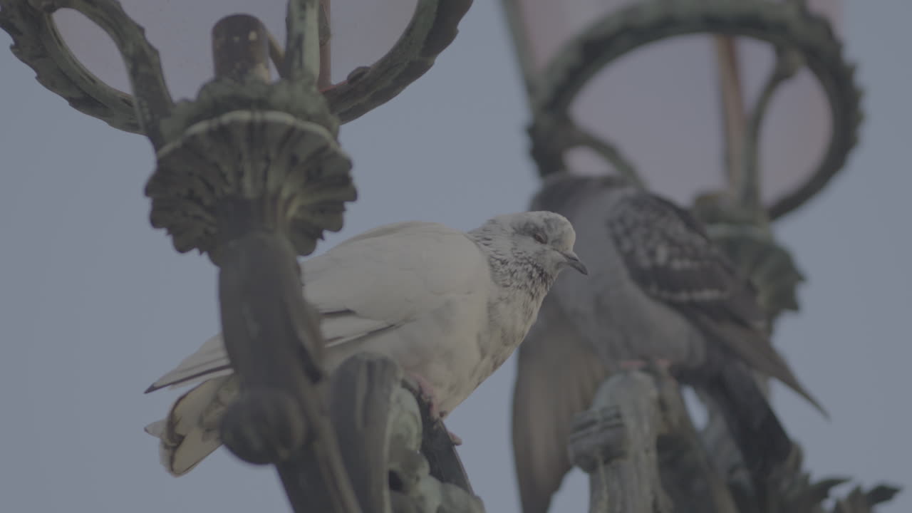 Pigeon Perched on Streetlamps