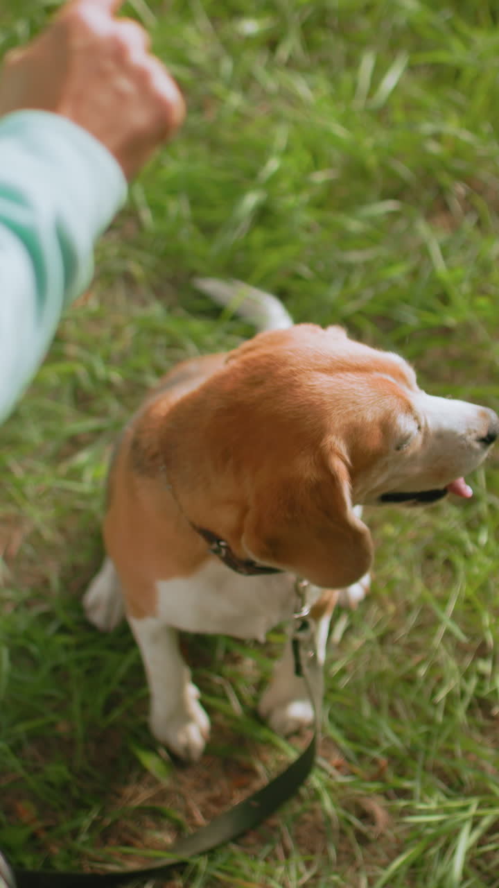 Un beagle energico seduto tranquillamente mentre una donna gli offre uno snack, Un beagle eccitato aspetta pazientemente un dolcetto in un cortile soleggiato, Un beagle soddisfatto seduto sull'erba rigogliosa mentre una donna allunga la mano con una gustosa ricompensa